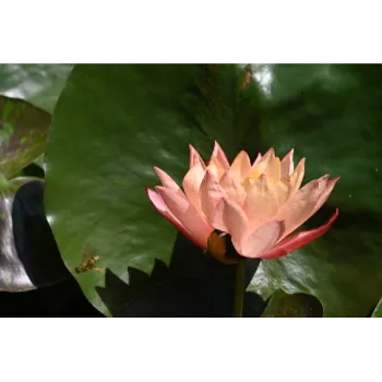 Natural Lotus Plant